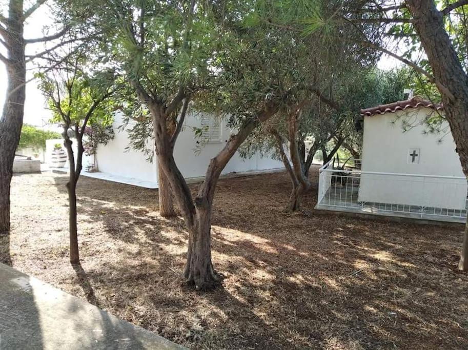 White Villa In Olive Trees And Seaview To Panagia Almiropótamos Eksteriør bilde