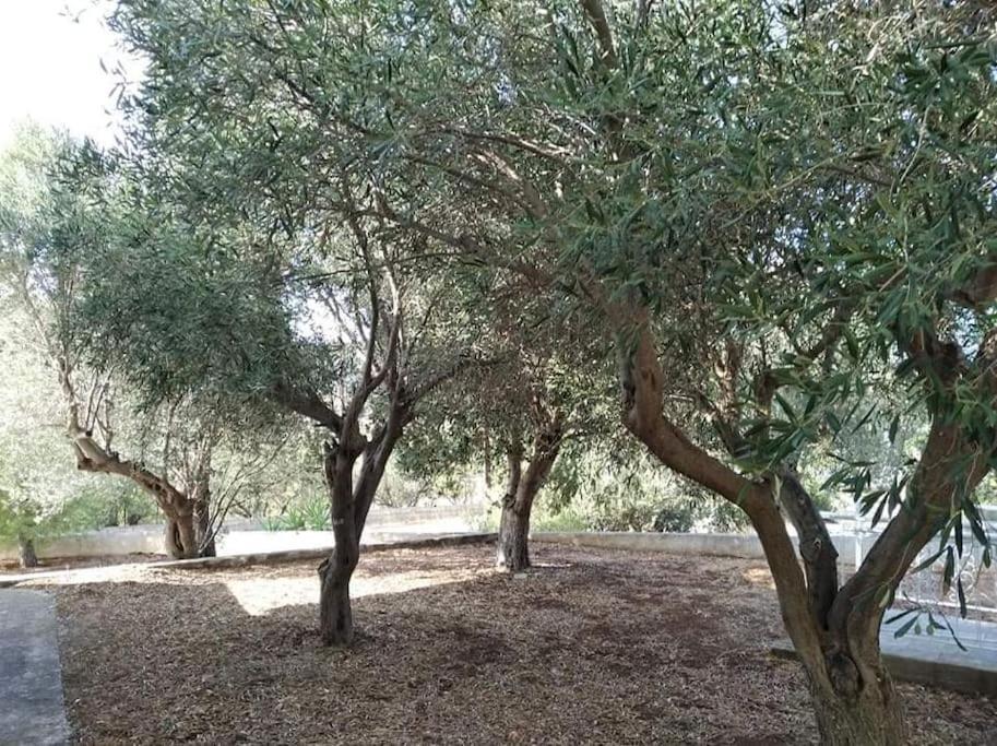 White Villa In Olive Trees And Seaview To Panagia Almiropótamos Eksteriør bilde
