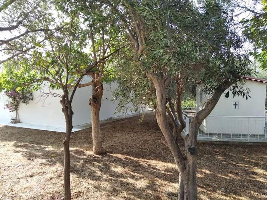 White Villa In Olive Trees And Seaview To Panagia Almiropótamos Eksteriør bilde